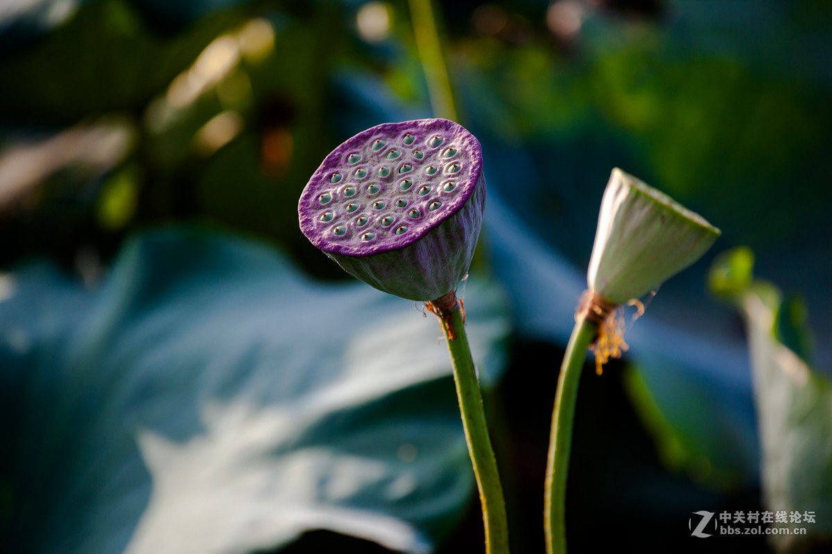 江南可采莲，莲叶何田田