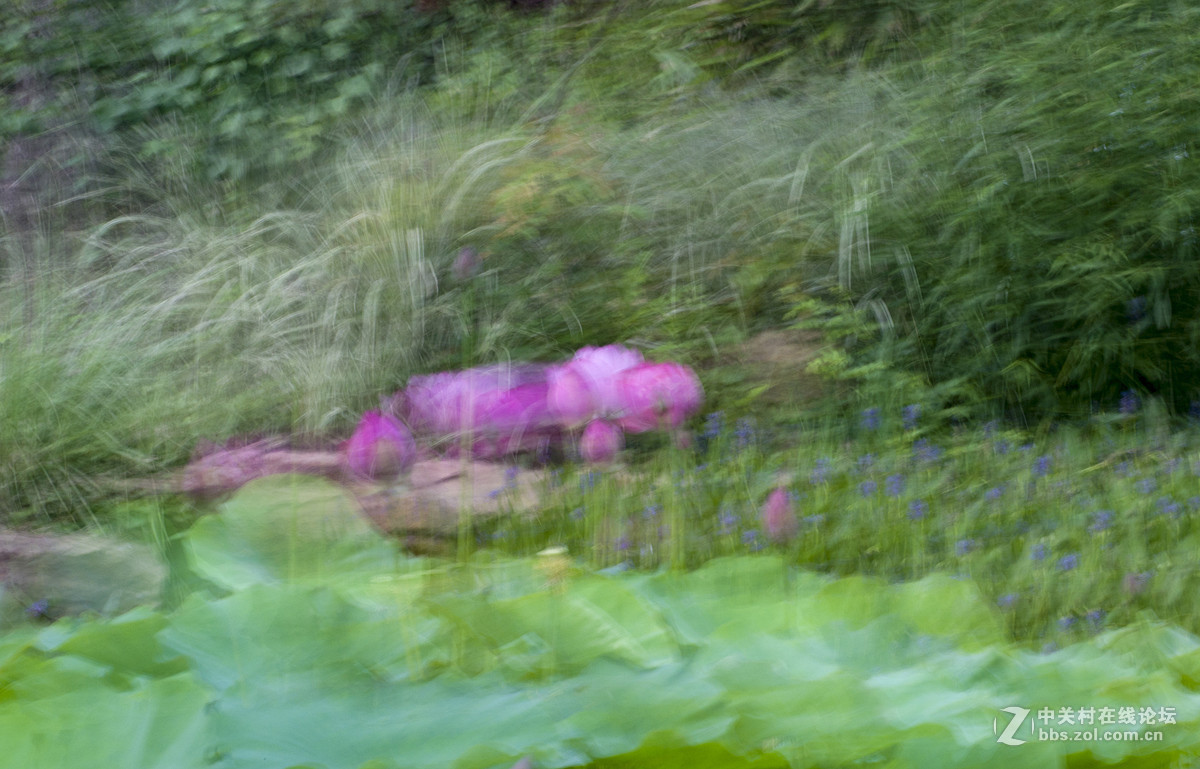 摇摄技巧拍荷花