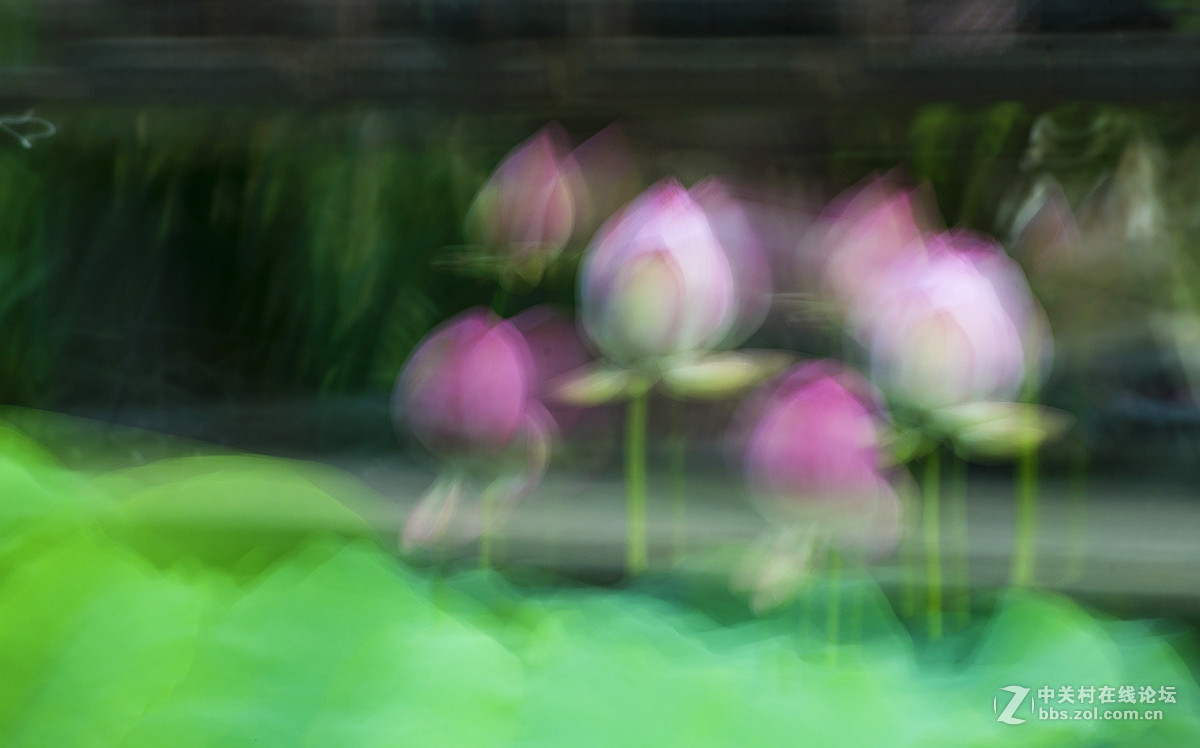 摇摄技巧拍荷花