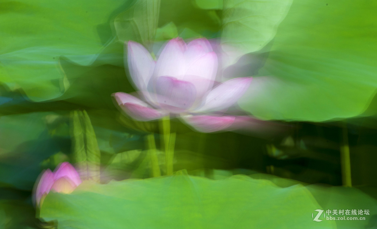 摇摄技巧拍荷花