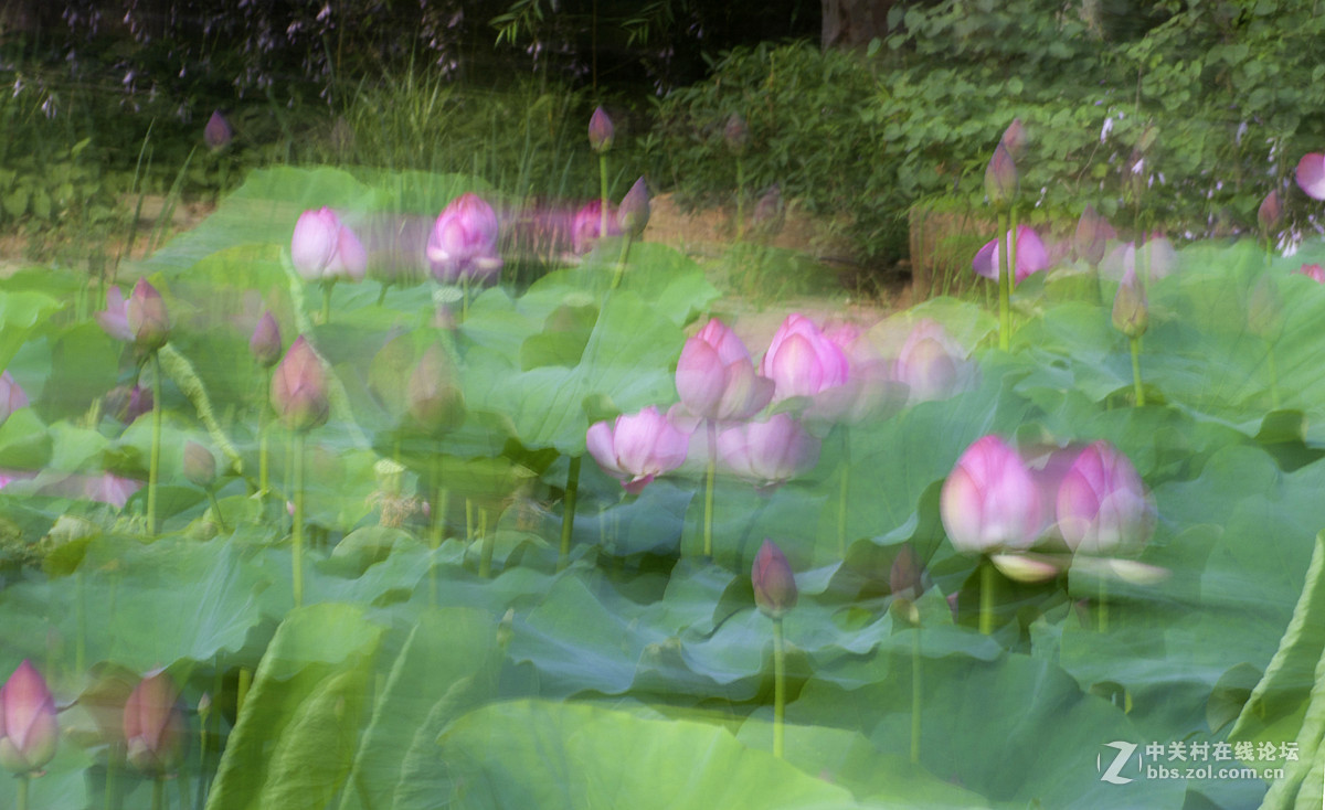 摇摄技巧拍荷花