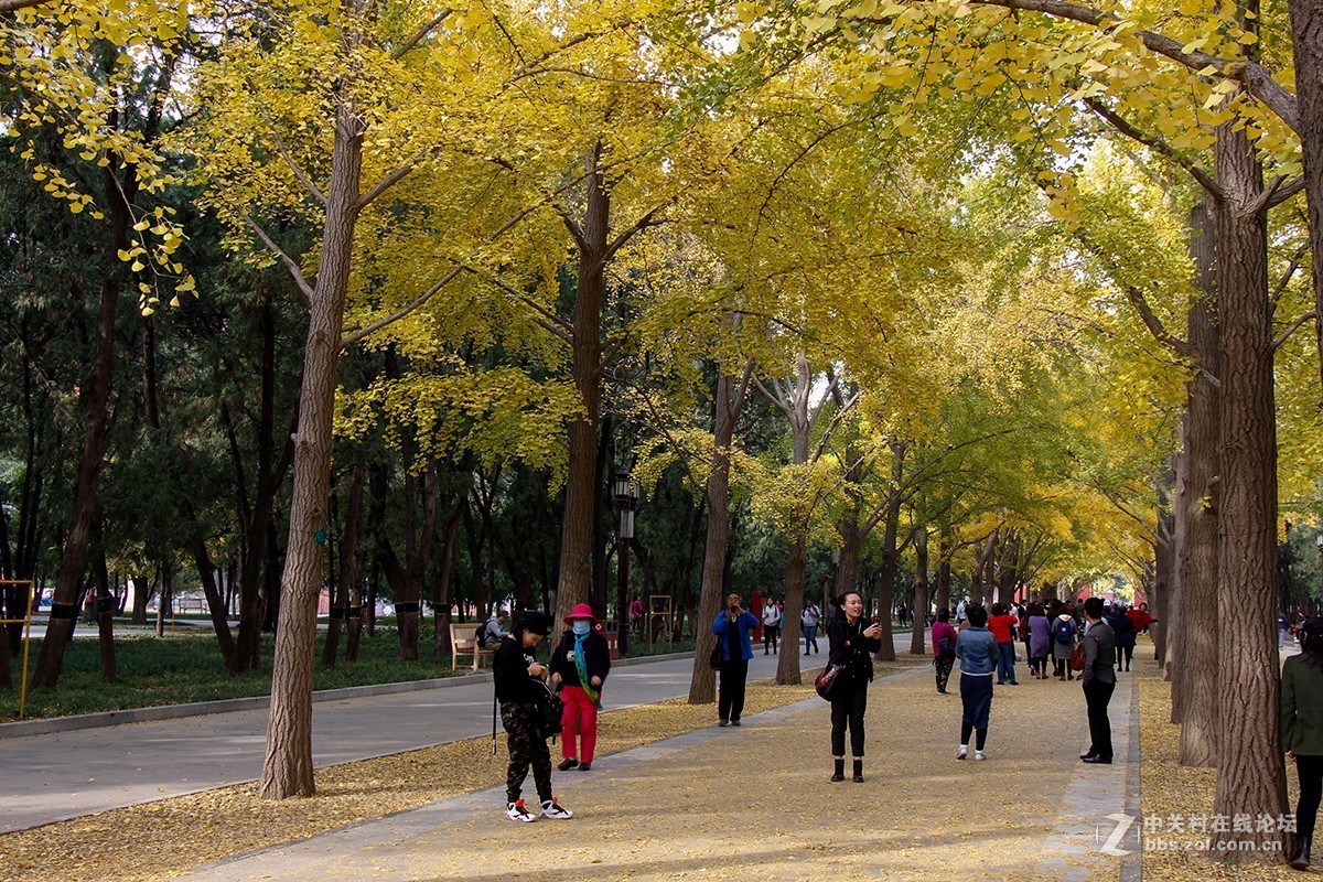 佳能月賽一葉知秋地壇公園的銀杏大道