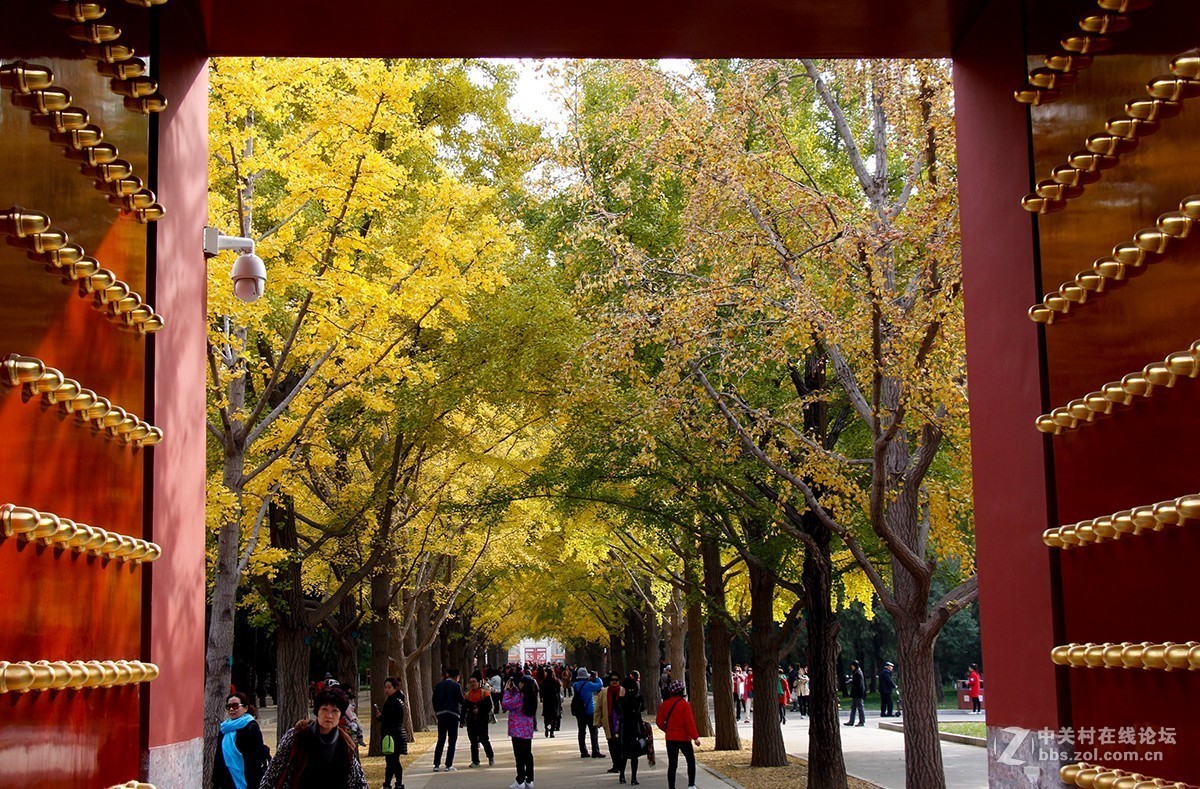 #佳能月赛-一叶知秋# 地坛公园的银杏大道