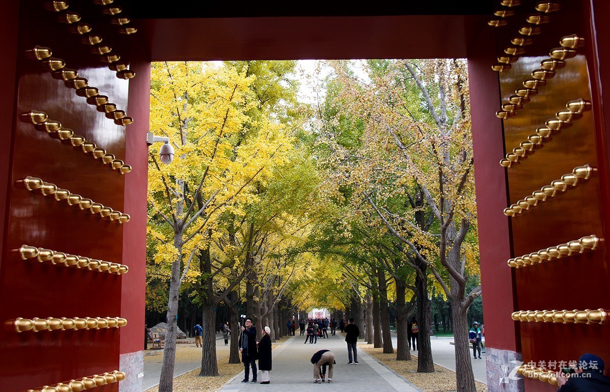 #佳能月赛-一叶知秋# 地坛公园的银杏大道
