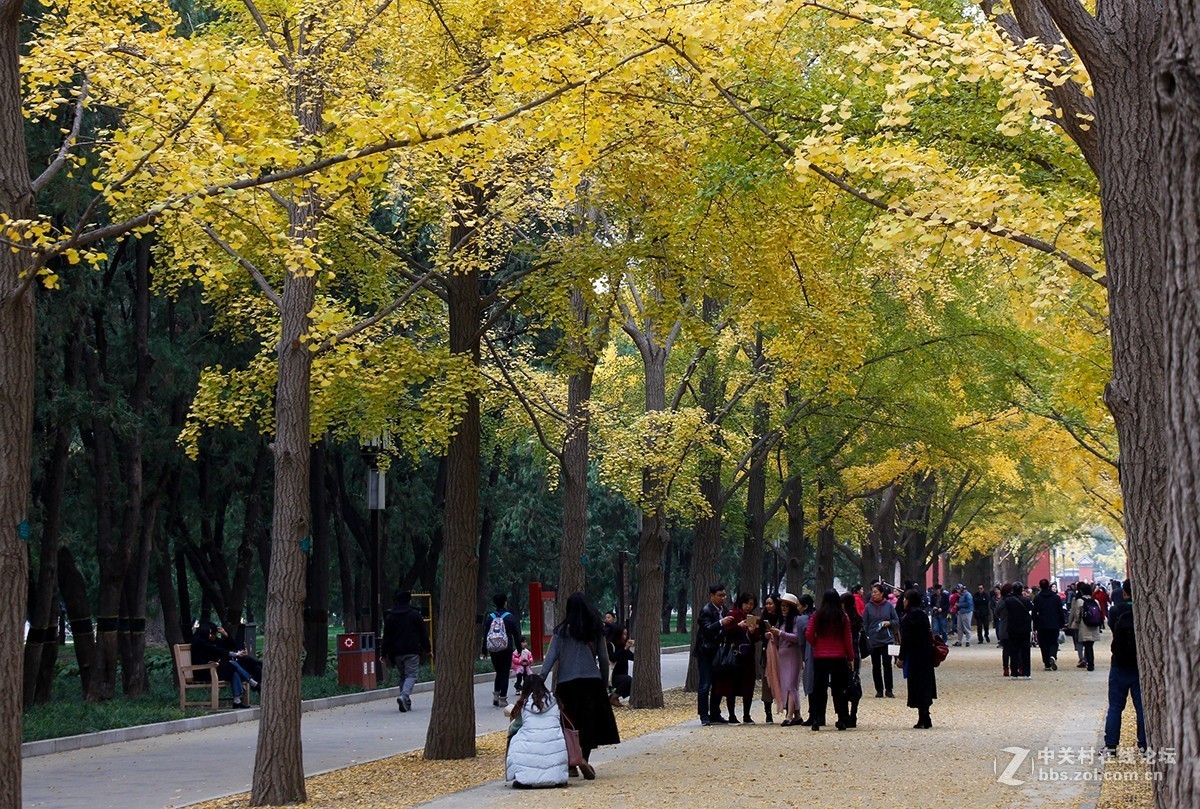 #佳能月赛-一叶知秋# 地坛公园的银杏大道