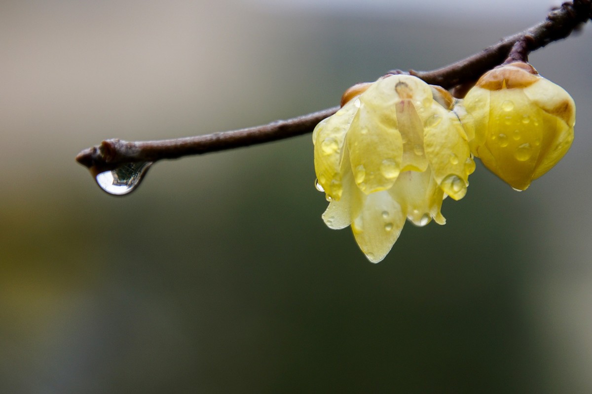 寒风凛冽我自香