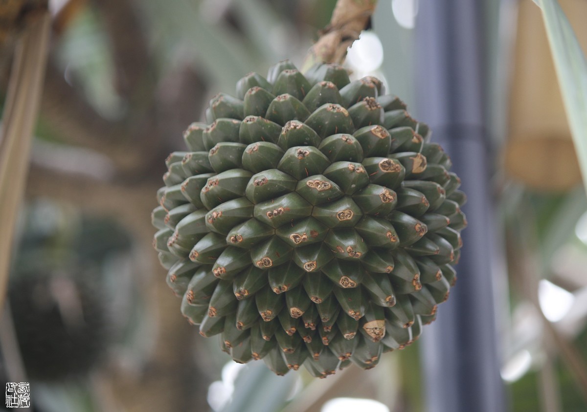 扇叶露兜树之果实