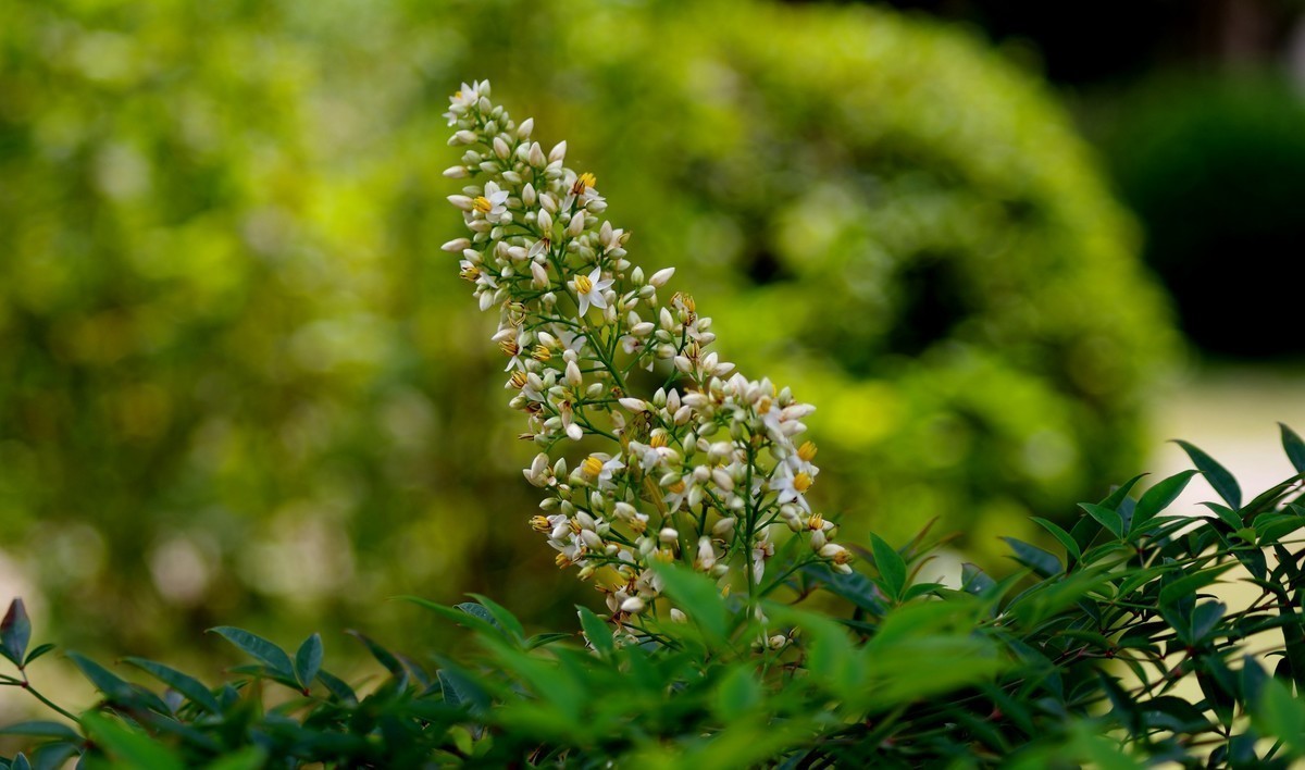 宾得K52S+takumar70 200镜头周末观澜版画基地随拍，花朵篇。