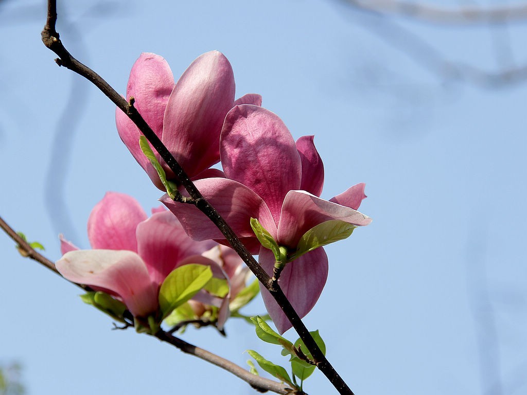 紫玉兰花