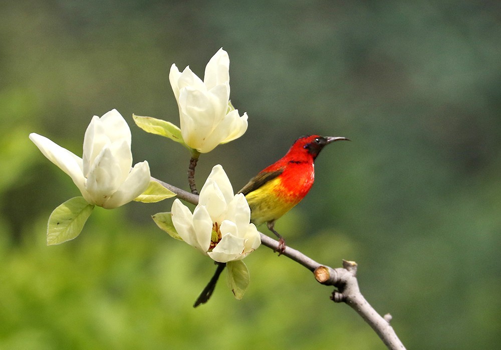 太陽鳥和玉蘭花