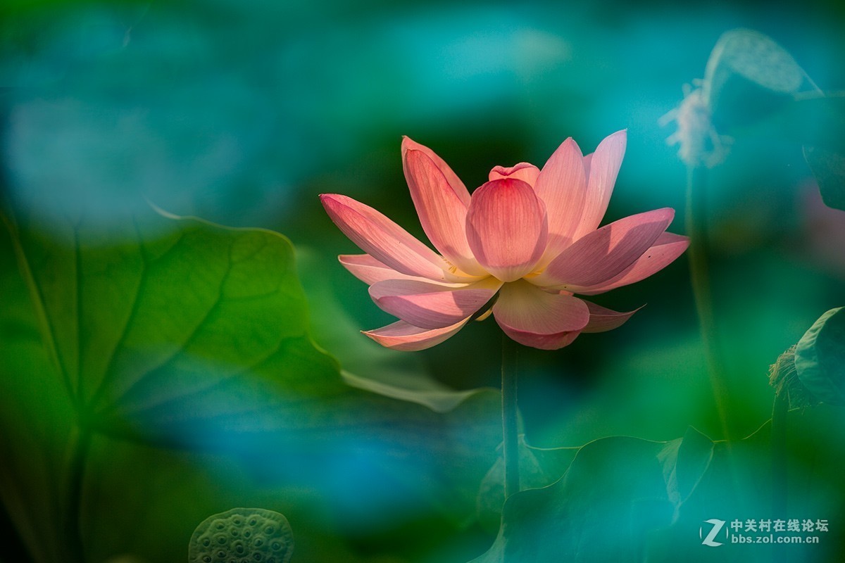 荷花披上蓝斗篷