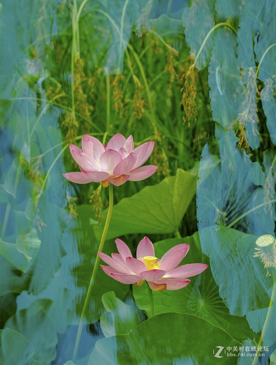 荷花披上蓝斗篷