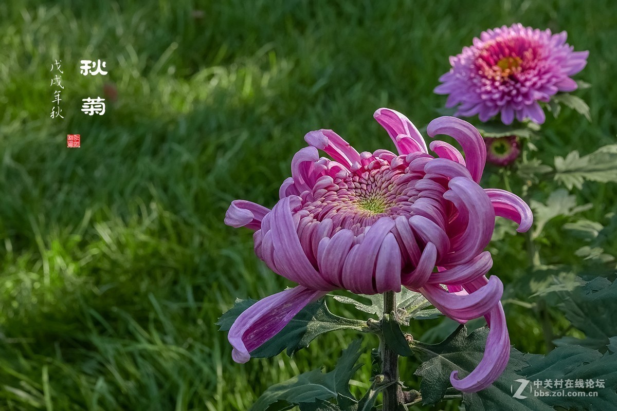 秋菊
