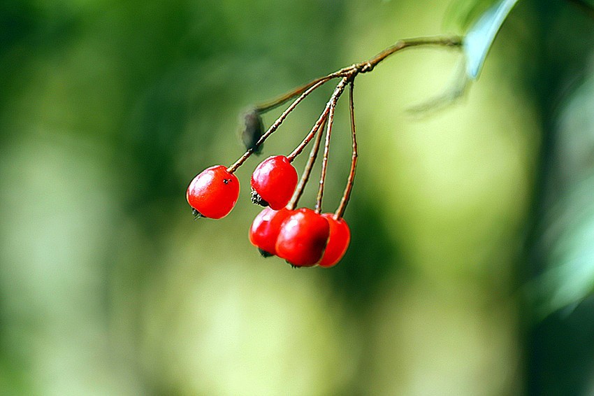行走乡村:馋人的红果果