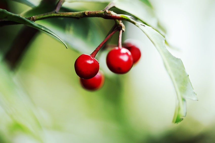 行走乡村:馋人的红果果