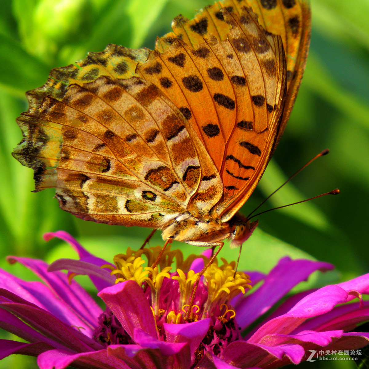 蝴蝶飞到花丛中