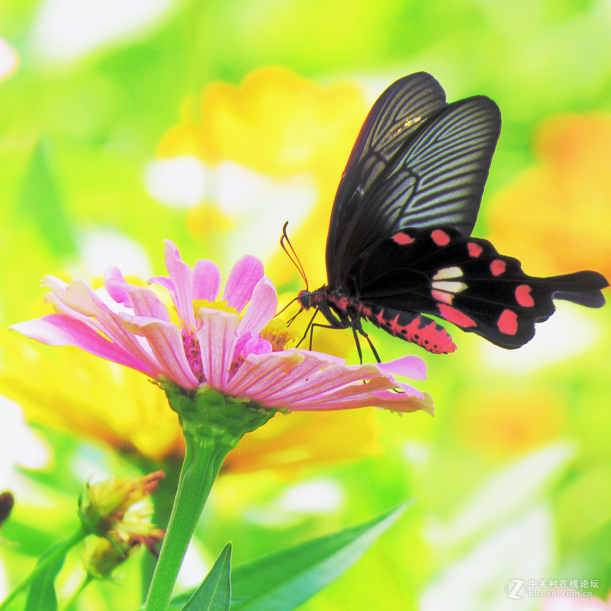 蝴蝶飞到花丛中