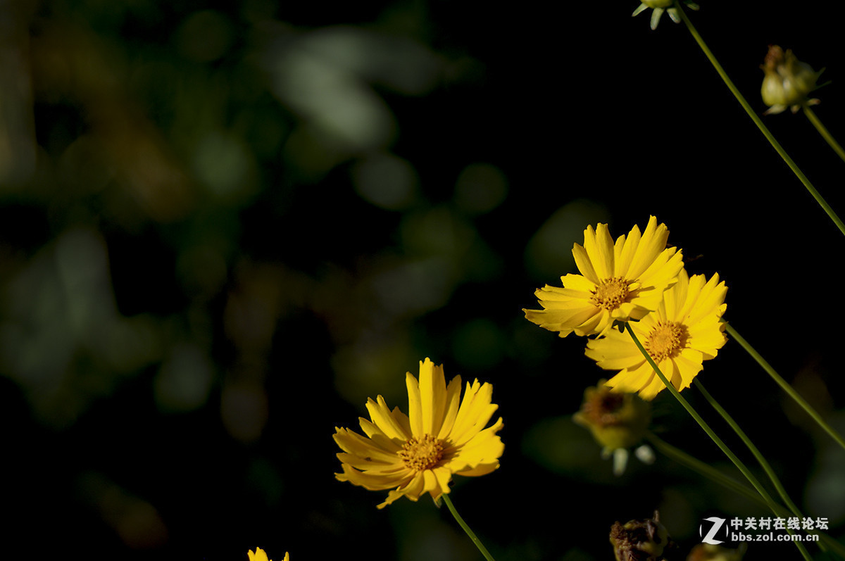 #版主坐堂# 小五星空(中国)十月精品荟萃