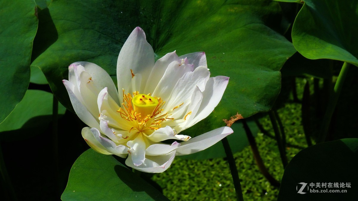 #版主坐堂# 小五星空(中国)十月精品荟萃