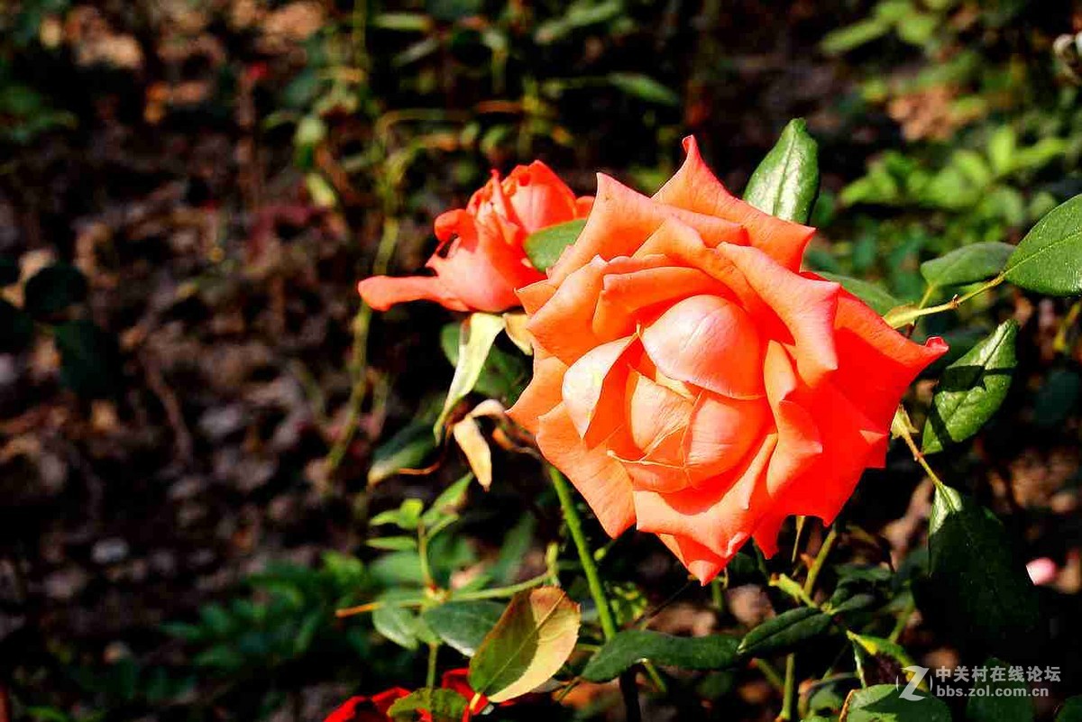 秋月季花