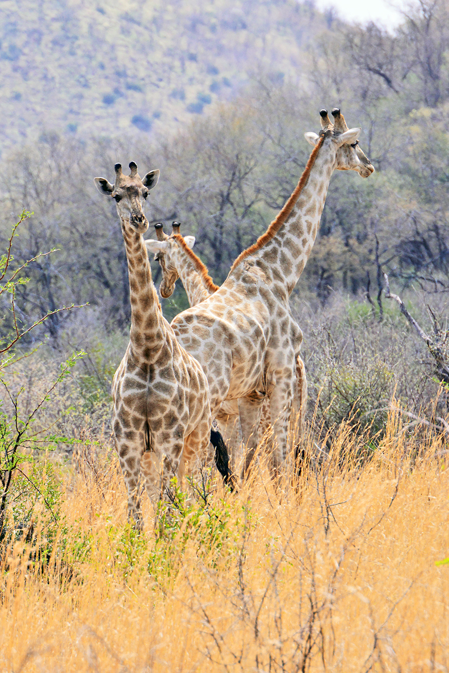 南非动物系列7长颈鹿