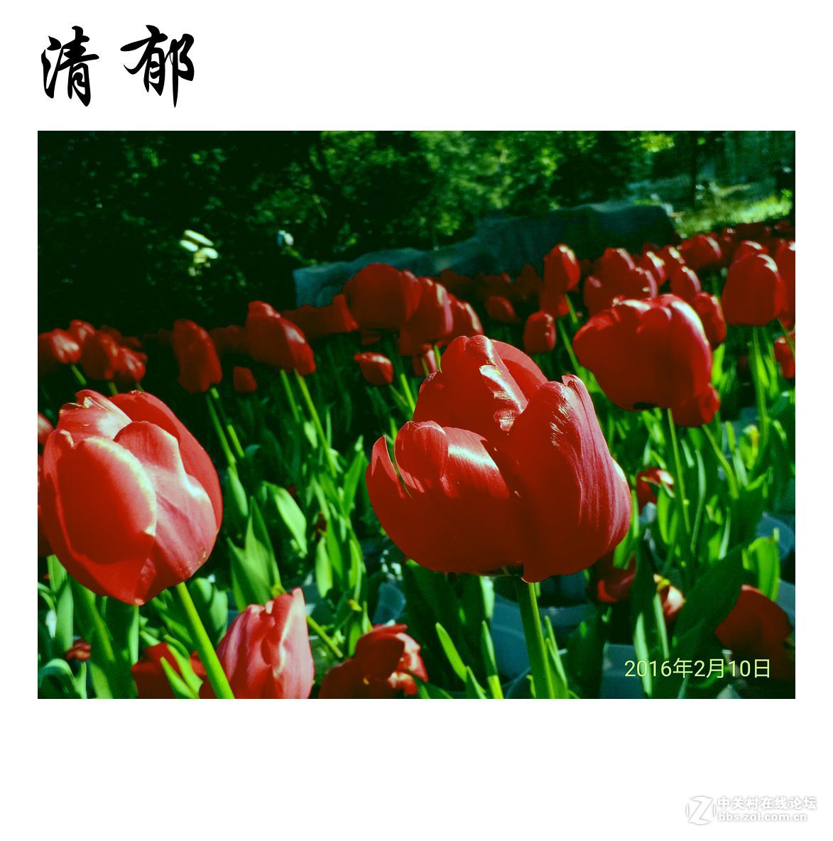 清郁
