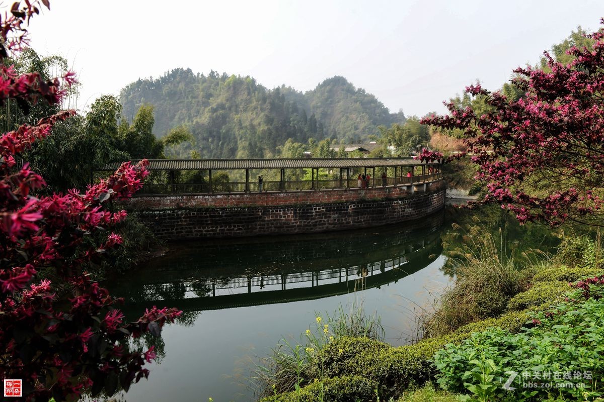 樂山沐川竹海風景-中關村在線攝影論壇