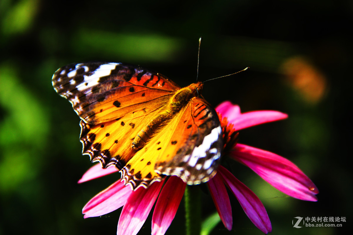 吮吸花蜜的蝴蝶7