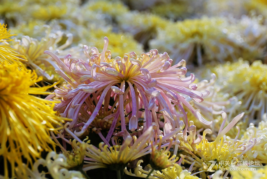 中山学校摄影班同学松冮活动