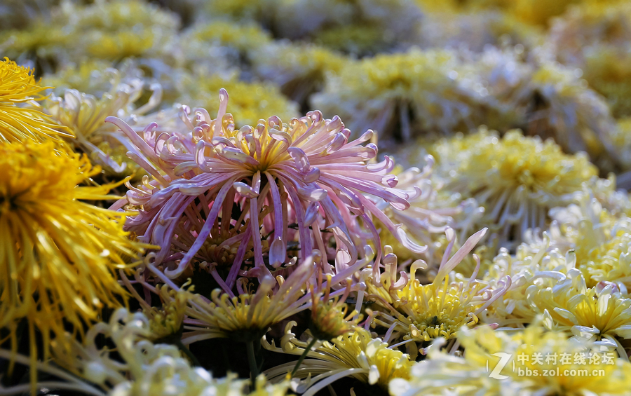 中山学校摄影班同学松冮活动