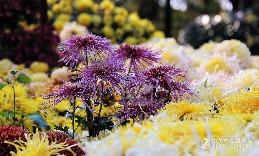 中山学校摄影班同学松冮活动