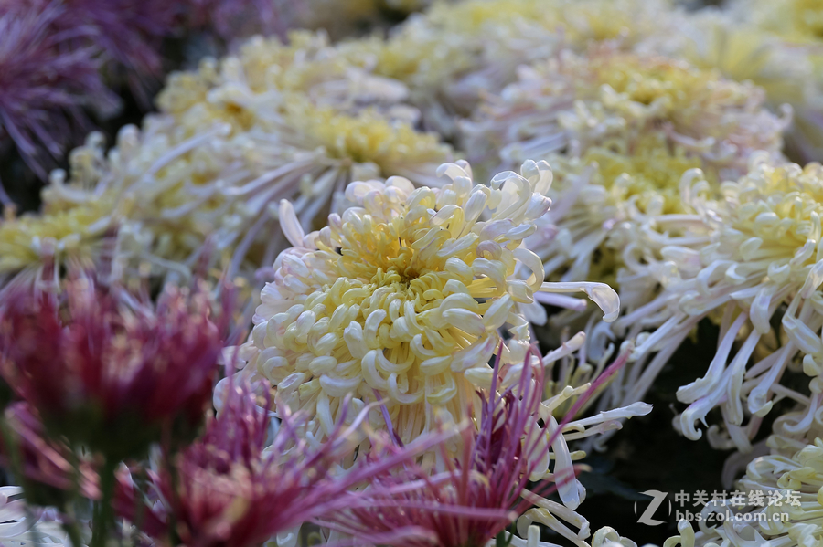 中山学校摄影班同学松冮活动