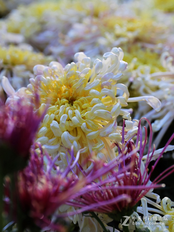 中山学校摄影班同学松冮活动