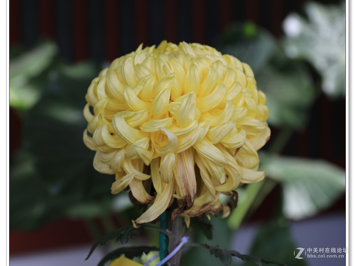 西安大唐芙蓉园菊花展及风光 (上)