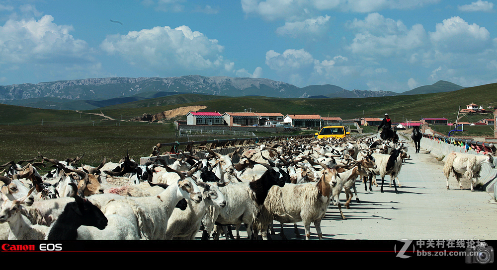 若尔盖草原之夏