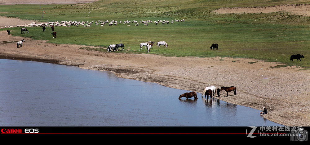 若尔盖草原之夏
