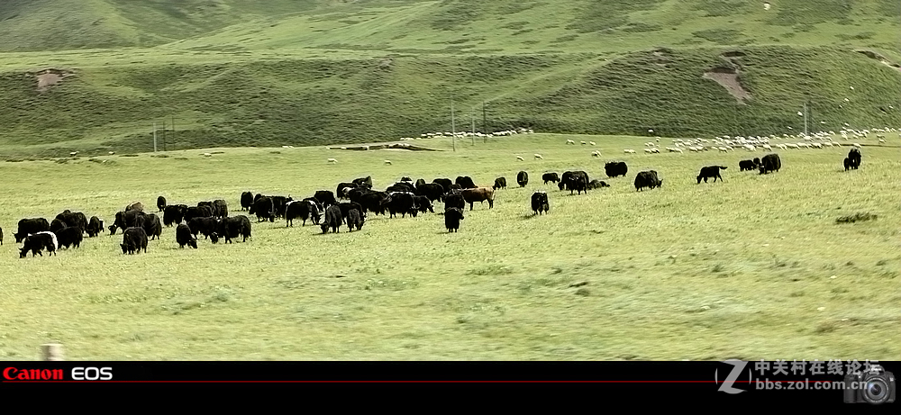 若尔盖草原之夏