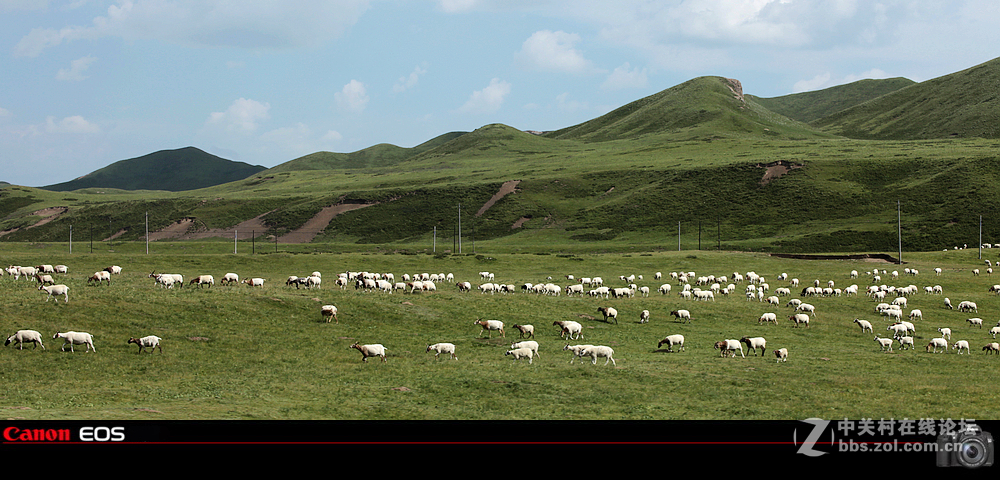 若尔盖草原之夏