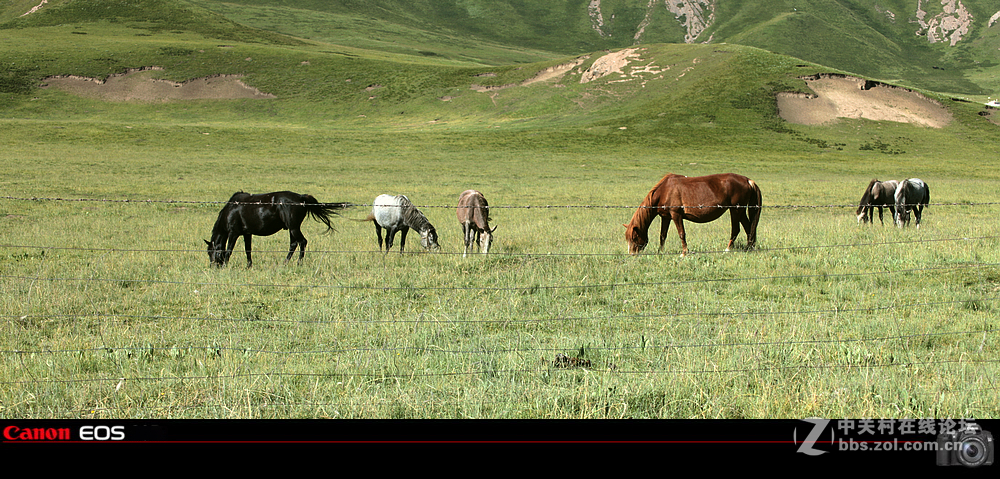 若尔盖草原之夏