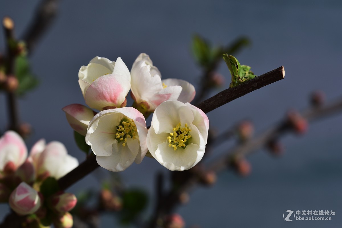 海棠春花