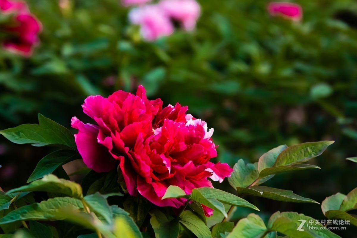 #版主坐堂#2018年10月份《承德》优秀作品选辑