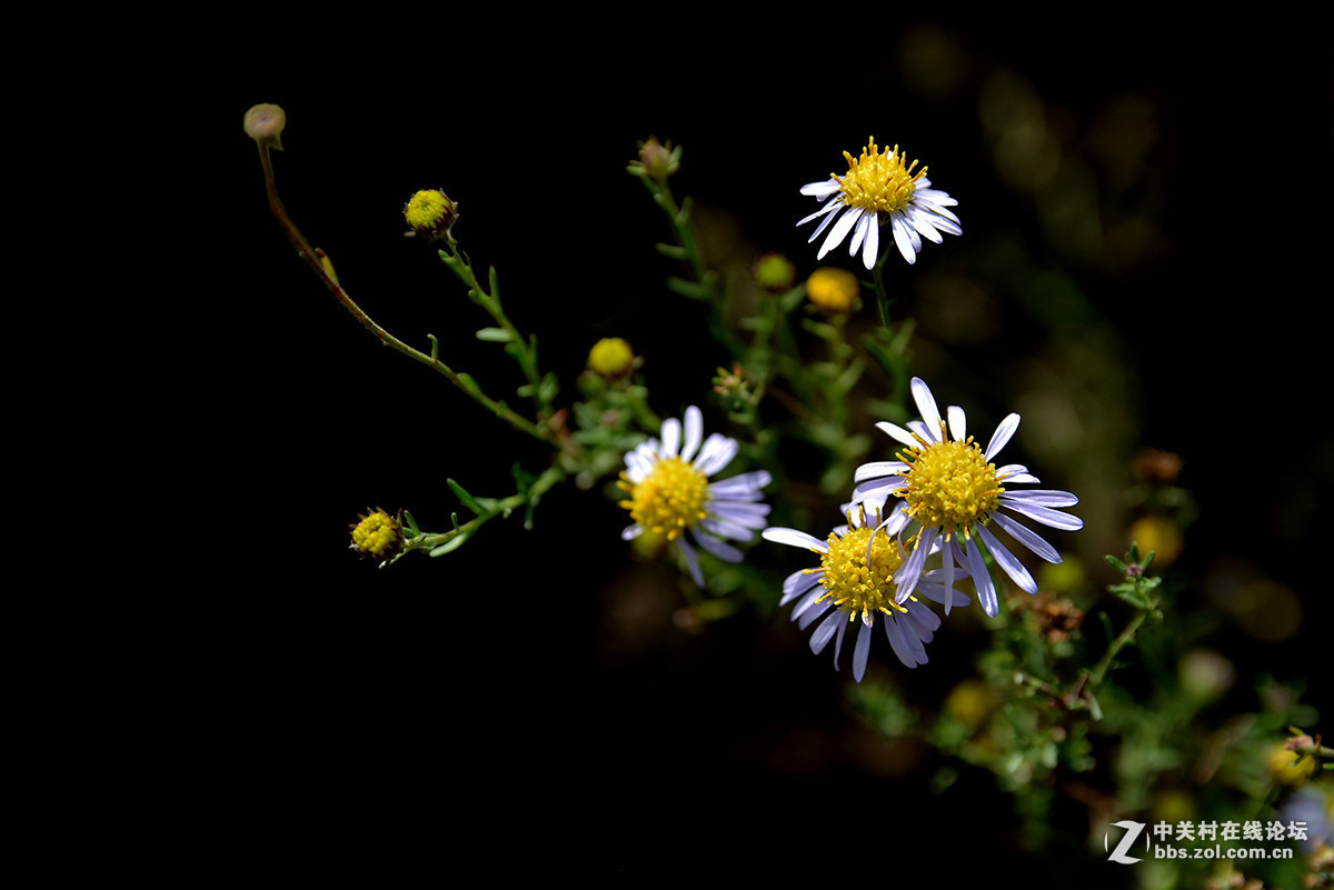 #版主坐堂# 小五星空(中国)十月精品荟萃