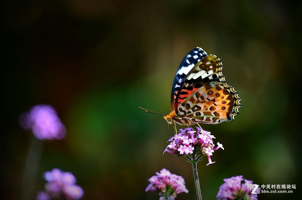 #版主坐堂# 小五星空(中国)十月精品荟萃