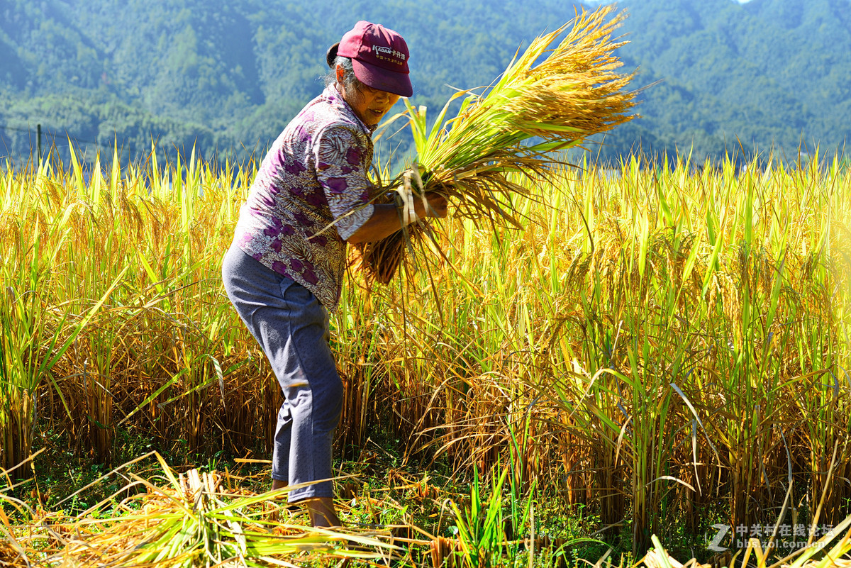 初秋的婺源，新手上片请各位老师多多指导