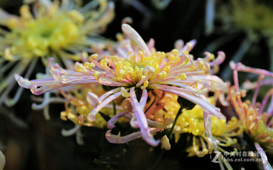 中山学校摄影班同学松冮活动