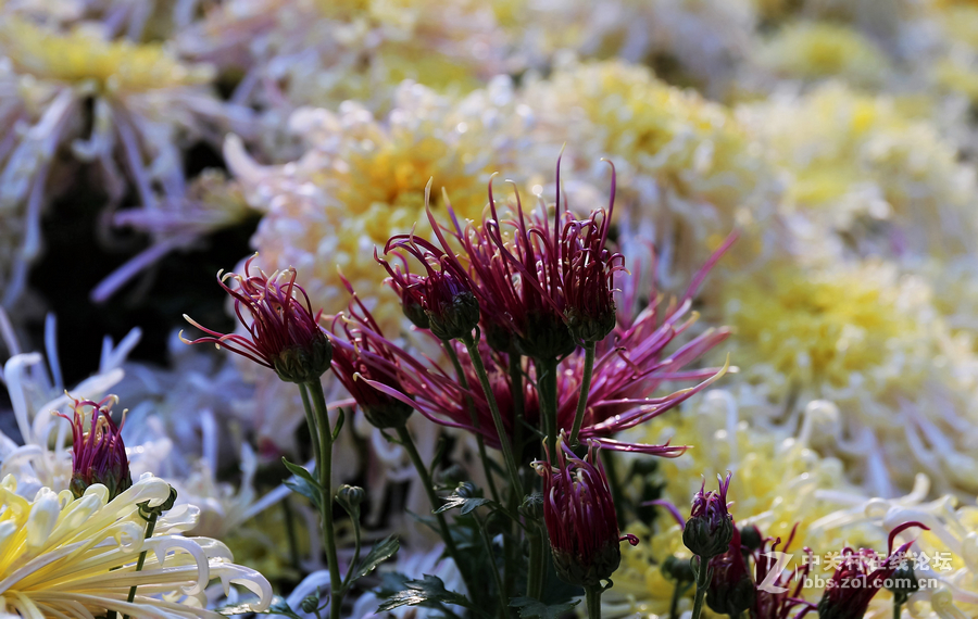 中山学校摄影班同学松冮活动