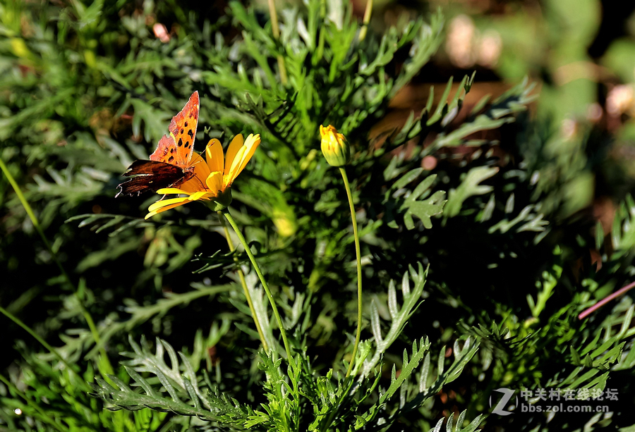 中山学校摄影班同学松冮活动