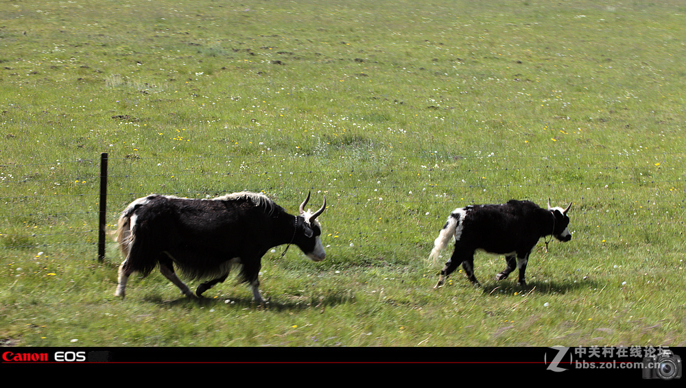 若尔盖草原之夏