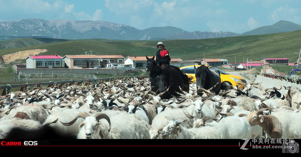 若尔盖草原之夏