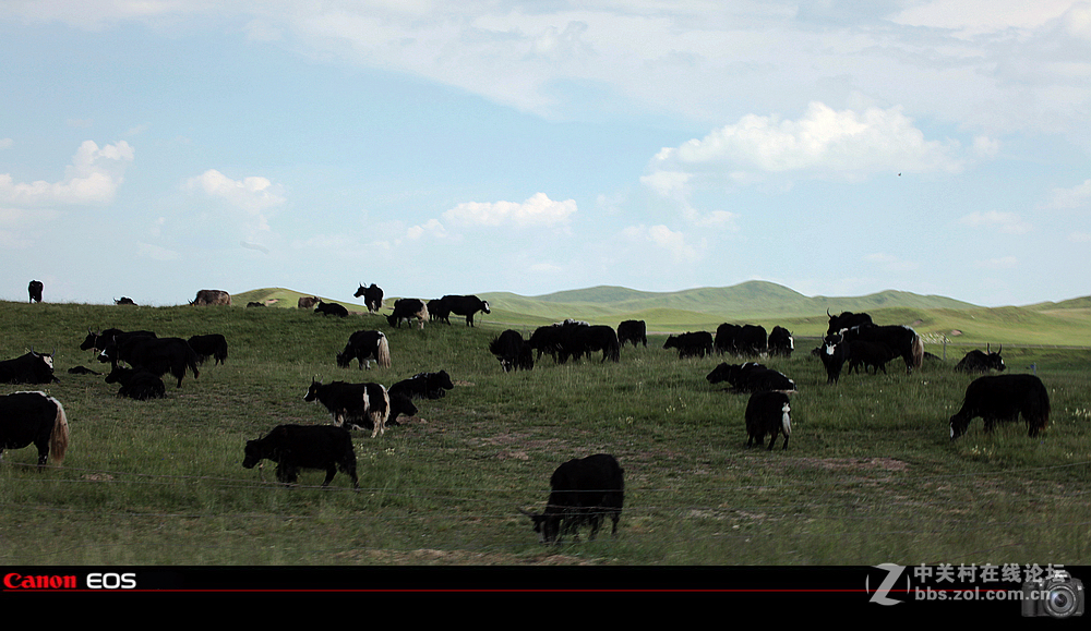 若尔盖草原之夏